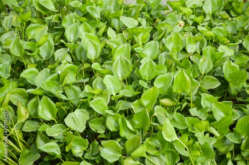 Wallpaper Mural fresh green water hyacinth plant in nature garden Torontodigital.ca