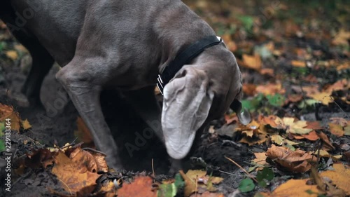 Slow motion of a hunting dog breed Weimaraner (Silver ghost) digging a hole in the ground in forest