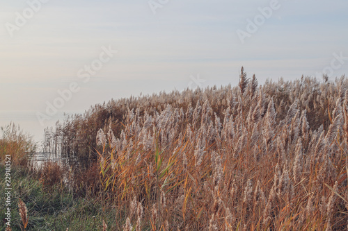Wallpaper Mural landscape with reed and blue sky Torontodigital.ca