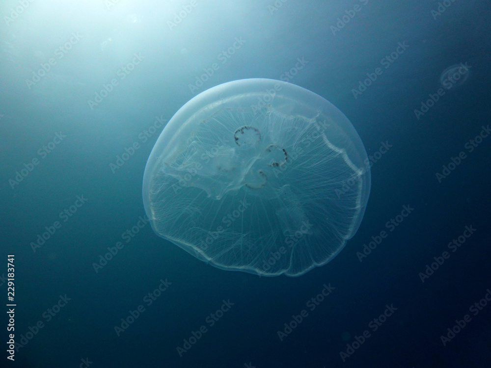 jellyfish