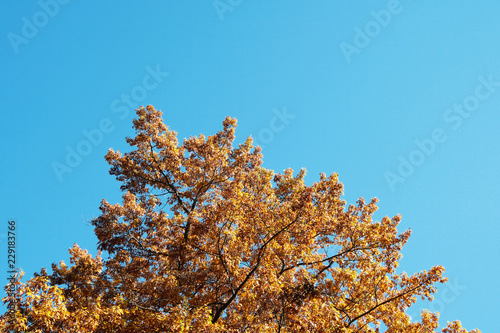 fall colors background - treetop view of tree with golden autumn leaves against clear blue sky on bright sunny day