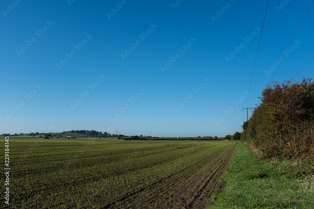 Farmers field with green shoots and power lines on clear autumn day 