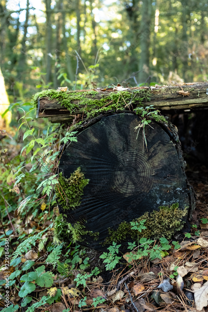 Fototapeta premium moss covered log and plank overgrown