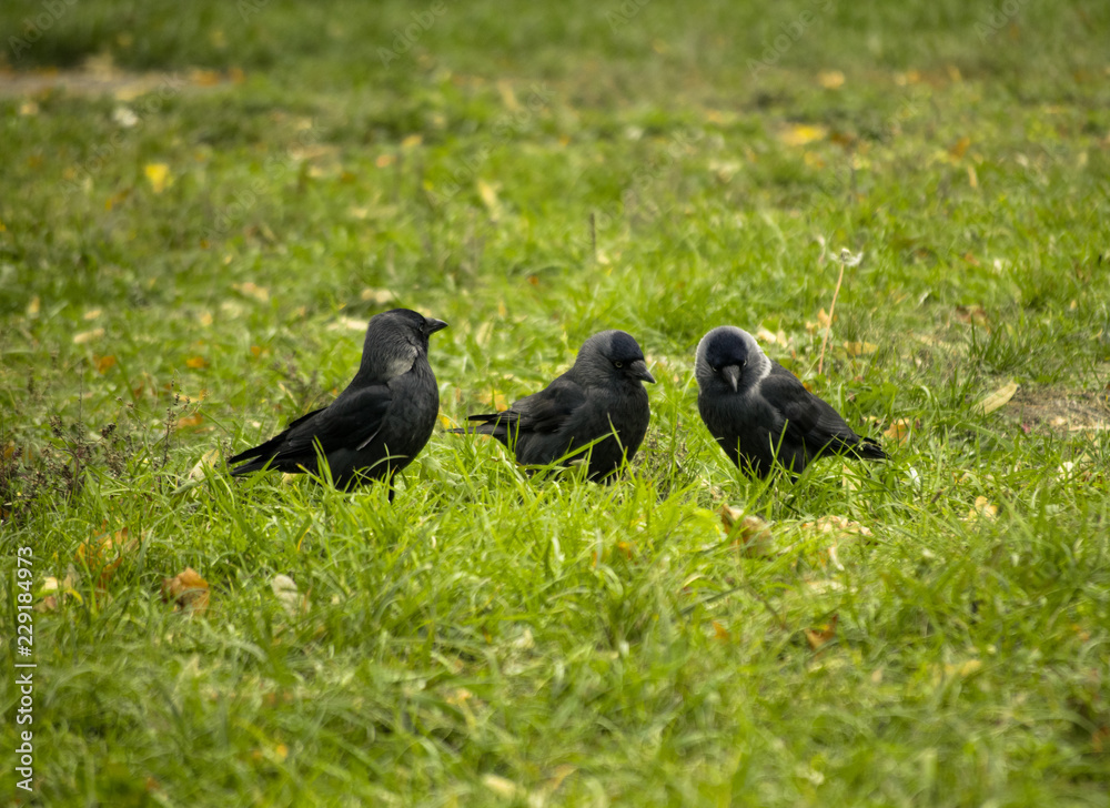 Obraz premium Three jackdaws sit in the green grass