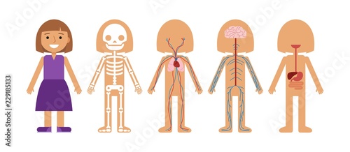 Girl body anatomy vector illustration. Human skeleton, circulatory system, nervous system and digestive systems