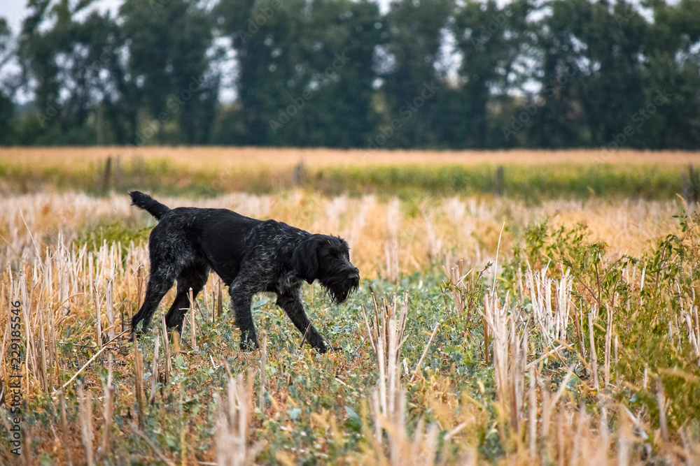 A process of hunting during hunting season, process of quail hunting, drathaar, german wirehaired pointer dog. A process of hunting during hunting season, process of quail hunting, drathaar, german wirehaired pointer dog.