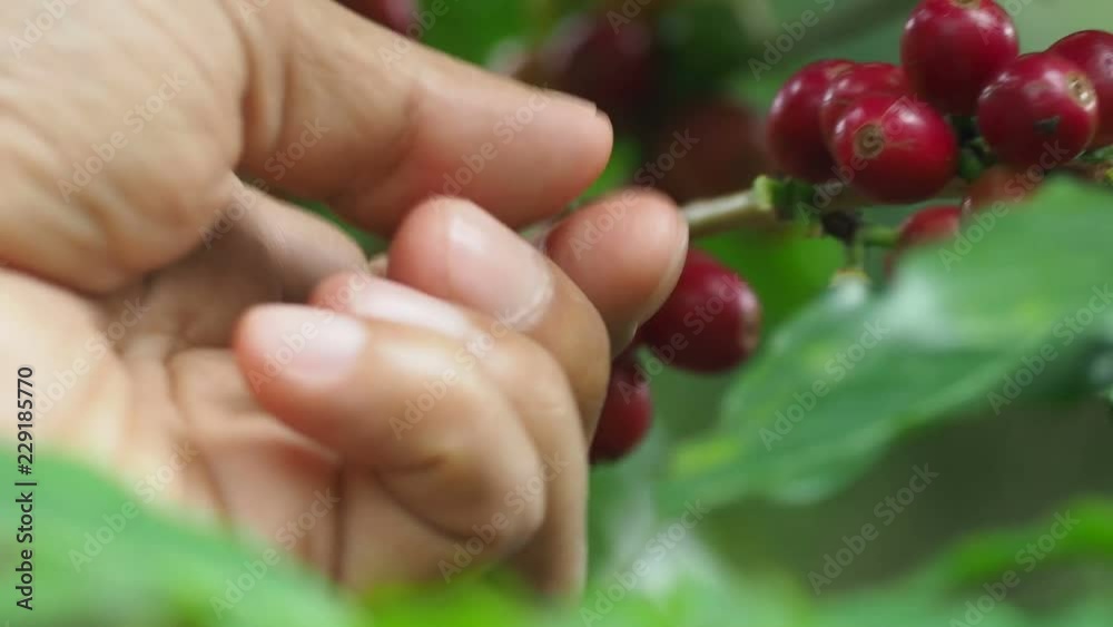 Hand holding Coffee beans, The tree Arabica coffee its result of it is called cherries they are starting to ripen so there are colors red yellow green mingle. Hand holding Coffee beans, The tree Arabica coffee its result of it is called cherries they are starting to ripen so there are colors red yellow green mingle.