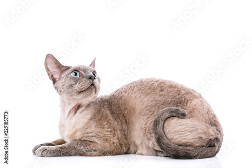 Φωτογραφία Lying devon rex cat on white background