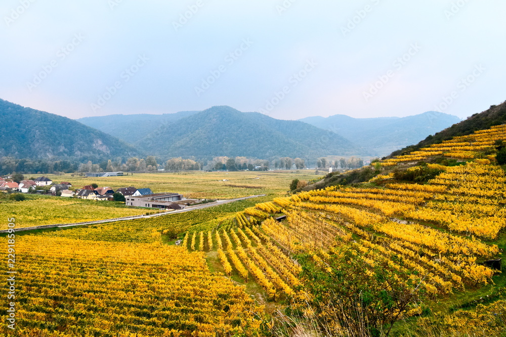 Vineyards in the Wachau
