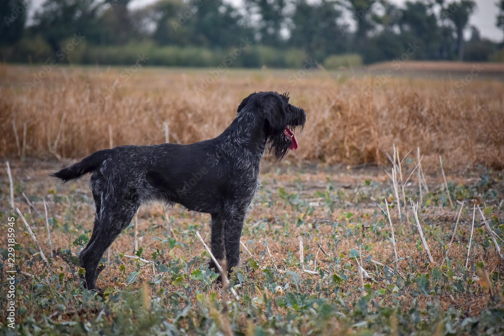 A process of hunting during hunting season, process of quail hunting, drathaar, german wirehaired pointer dog. A process of hunting during hunting season, process of quail hunting, drathaar, german wirehaired pointer dog.