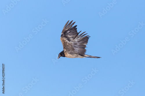 side view juvenile bearded vulture  gypaetus barbatus  flying in blue sky