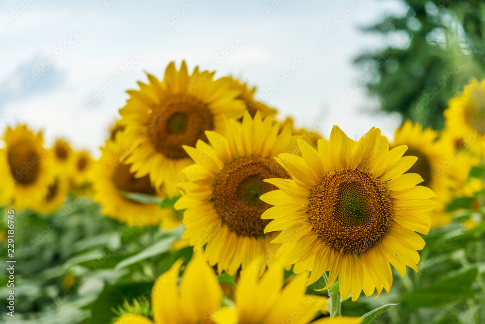 field of blooming sunflowers on a background sunset