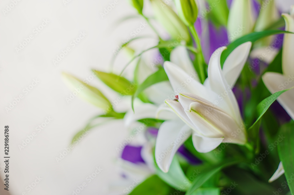 Fototapeta premium White lily flowers and buds close up