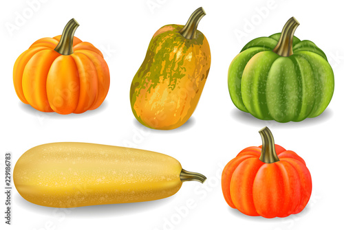 Autumn colorful pumpkins isolated Vector. Fall season harvest detailed illust...