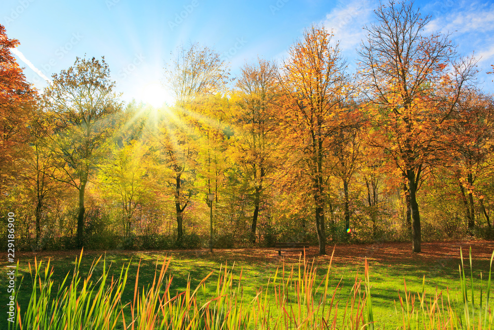 Obraz premium Colorful autumn Park with trees and sunshine in Germany.