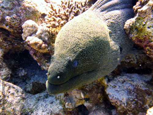 moray