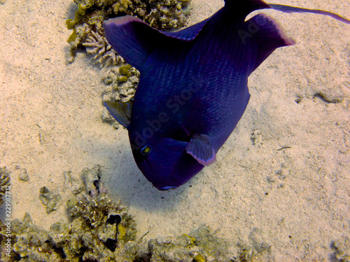 tropical fish