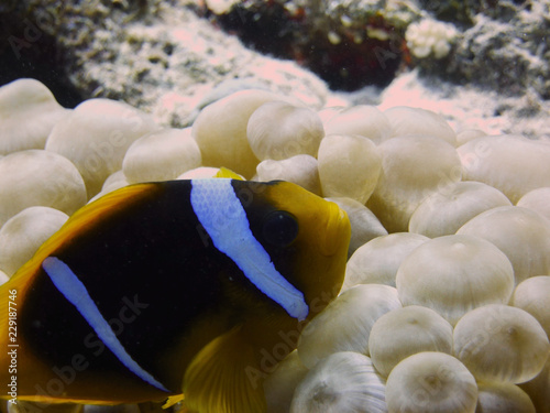 tropical fish 
