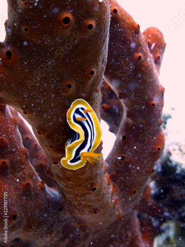 fish on the coral reef