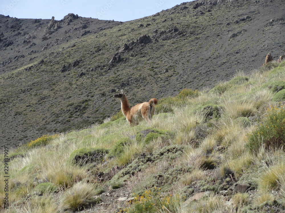 Scenic View Of Guanaco on its Environment Scenic View Of Guanaco on its Environment