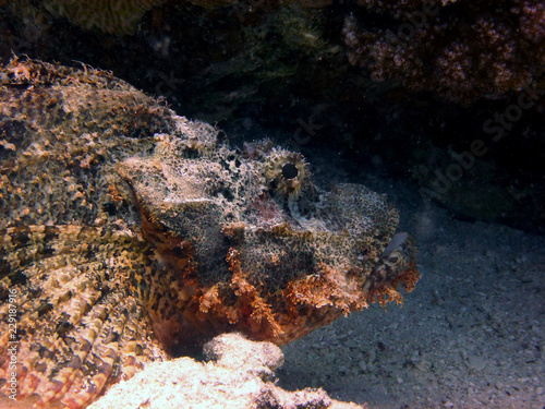 stone fish in the sea