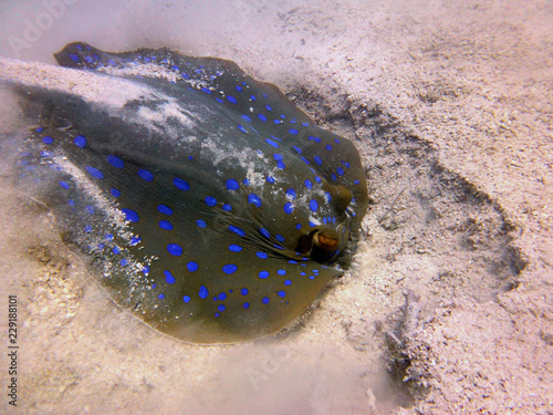 ray