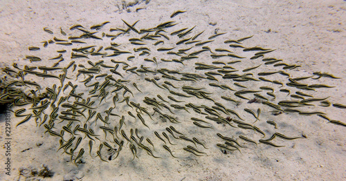 fish in the sea