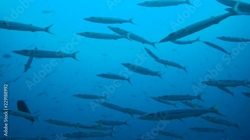 Large school of Barracudas swim in the blue water. Bigeye Barracuda - Sphyraena forsteri, Indian Ocean, Maldives, photo