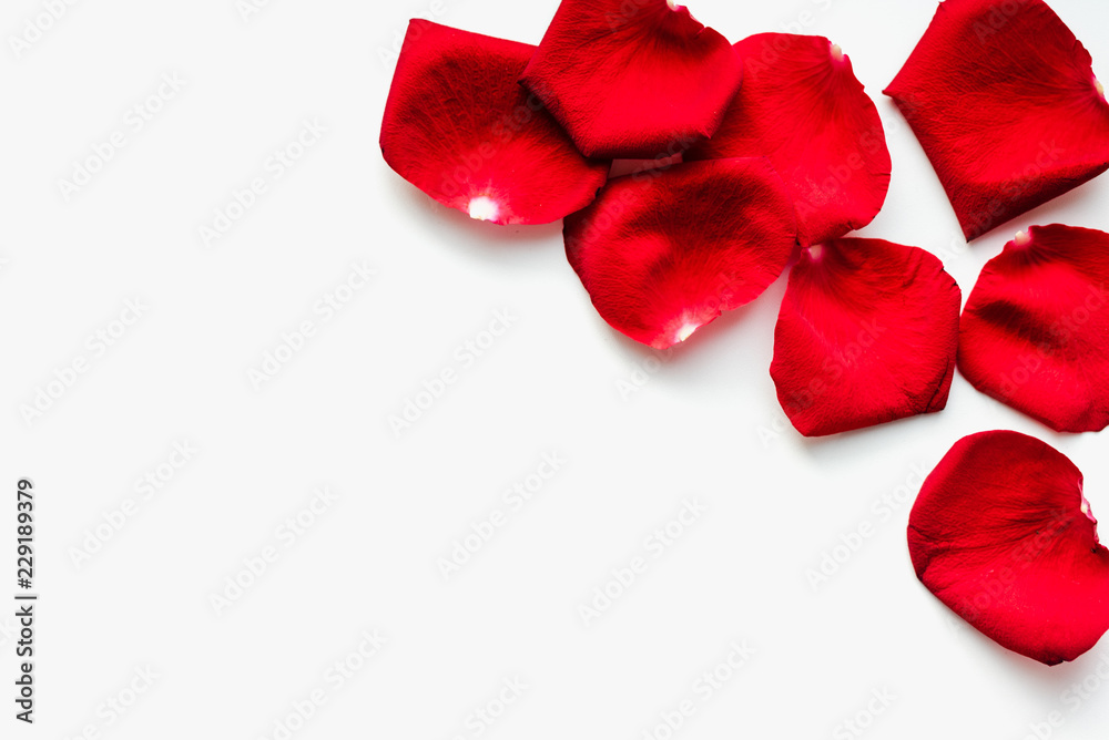 red rose petals, red petals on white background red rose petals, red petals on white background
