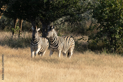 Zebras Etoscha Nationalpark