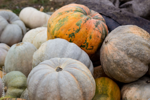 Different varieties of squashes and pumpkins. Colorful halloween vegetables