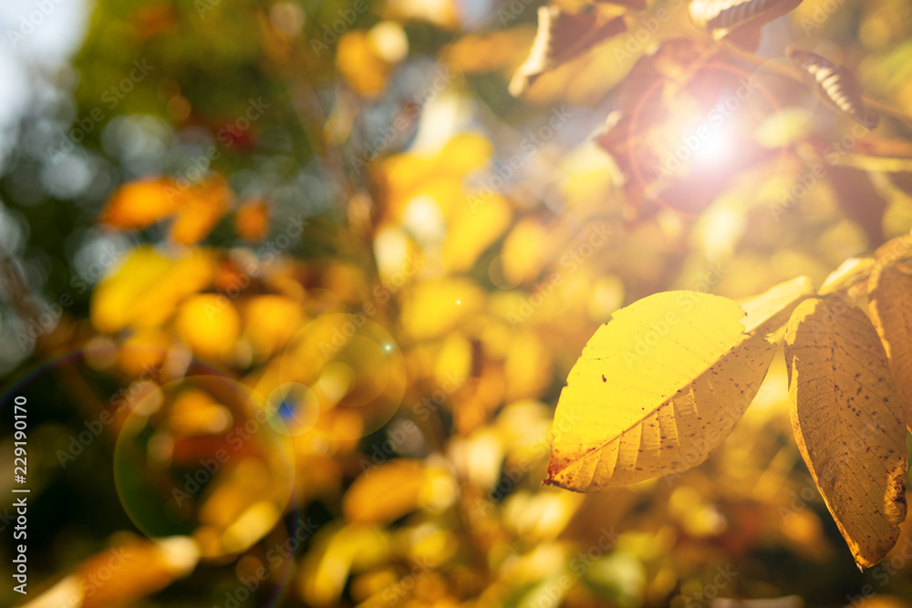 Herbstblätter und Sonnenstrahlen Herbstblätter und Sonnenstrahlen