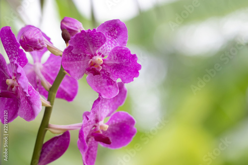 Purple Vanda Orchid bloom in a colorful garden with bokeh background. Use as wallpaper Or poster design. Close up and blur.