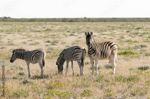 Zebras Etoscha Nationalpark