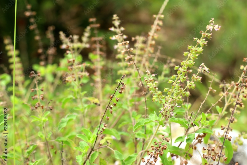 basil plant in garden