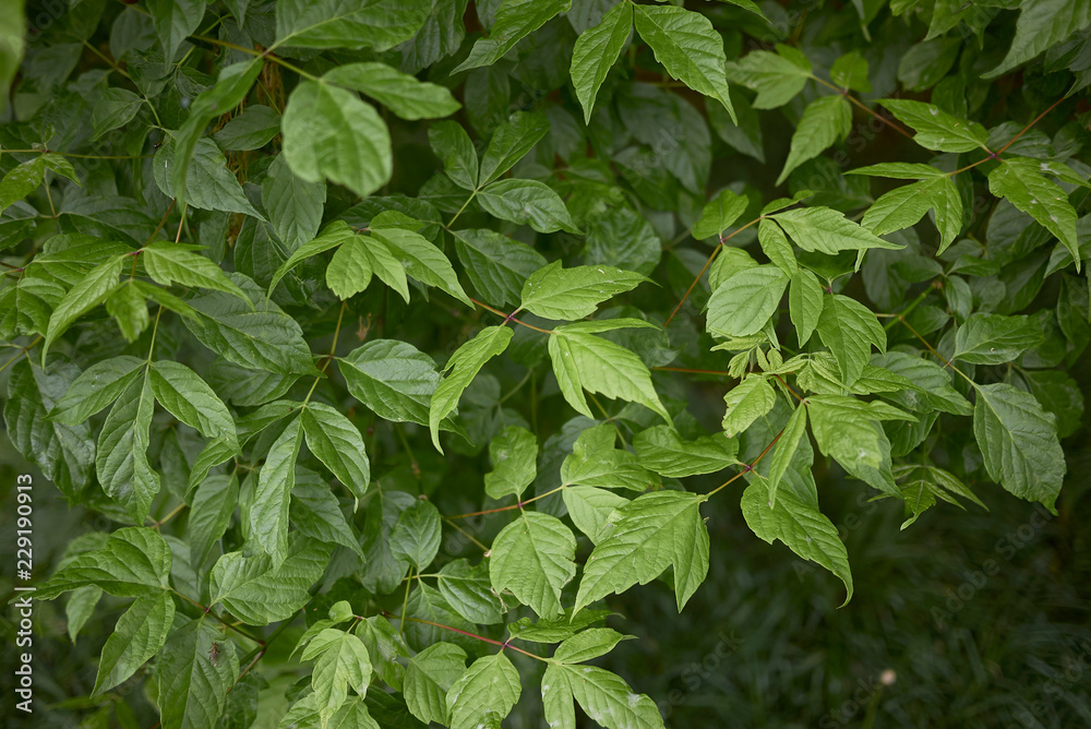Acer negundo Acer negundo