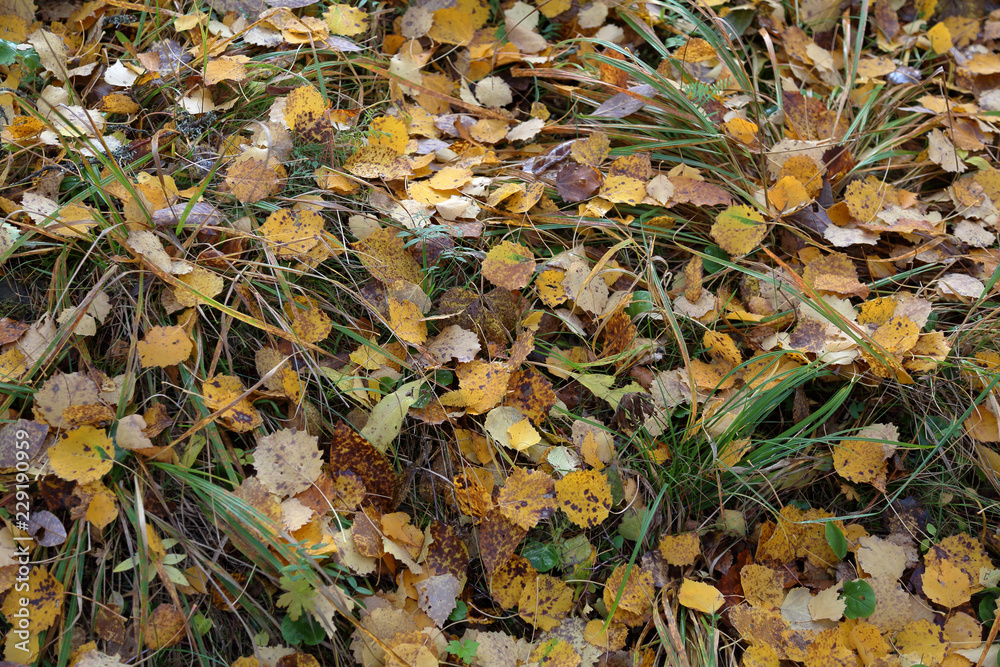 Picturesque fallen leaves lie on autumn ground
