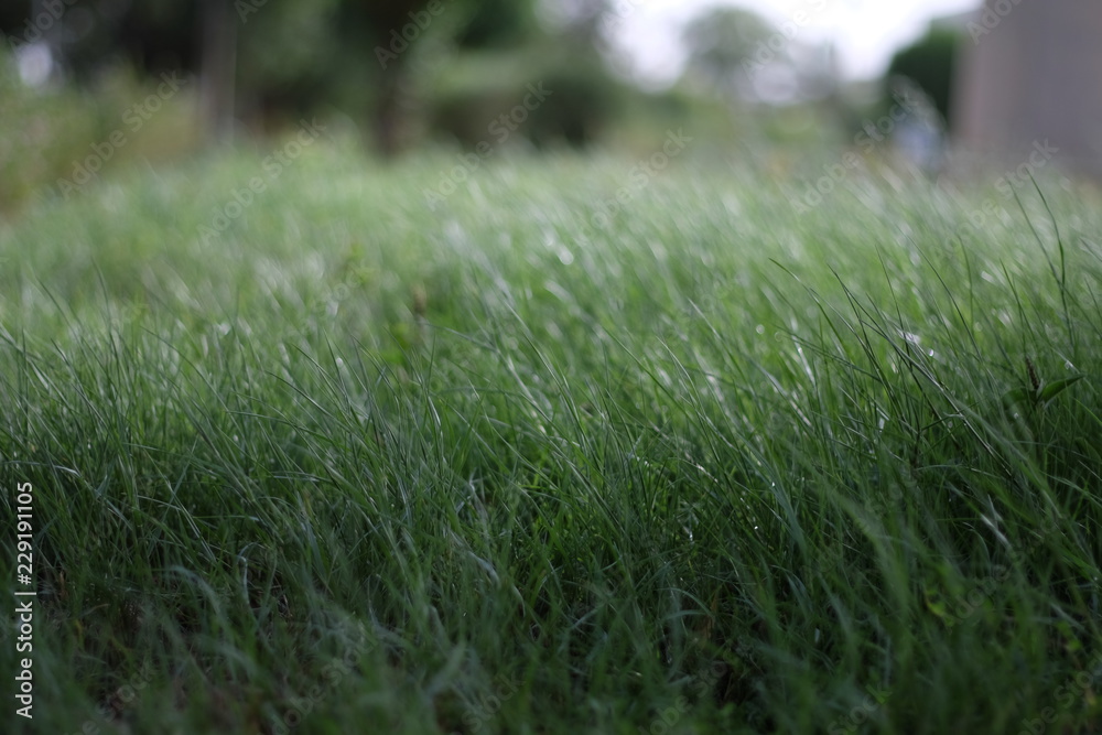 The wind moves the grass The wind moves the grass