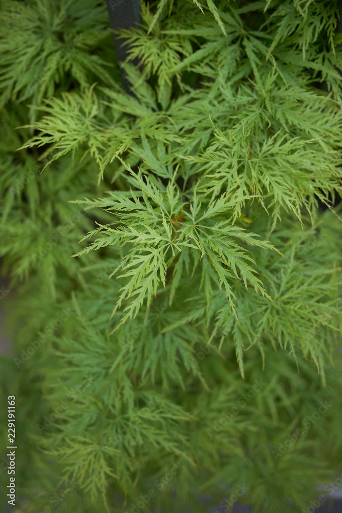 Acer palmatum Acer palmatum