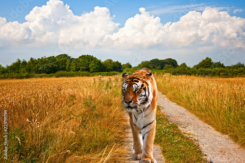 Tiger walking down farm track