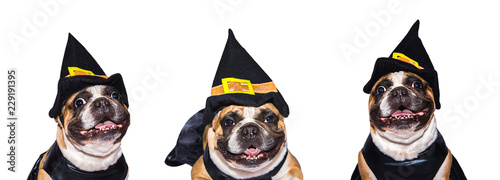 Slika na platnu Set of images of French Bulldog in halloween costumes isolated on a white background