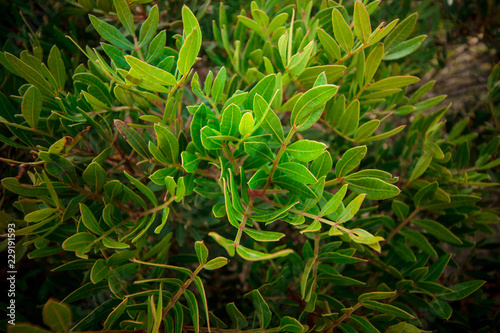 green mediterranean plant