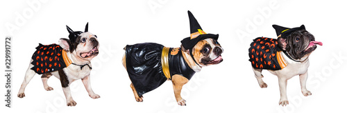 Tableau sur toile Set of images of French Bulldog in different halloween costumes isolated on a white background