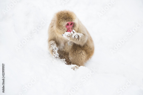 animals, nature and wildlife concept - japanese macaque searching and eating food in snow at jigokudan monkey park photo