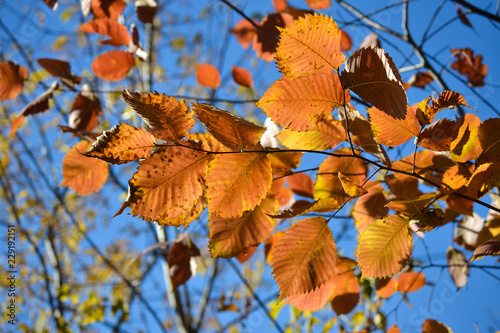 Beautiful autumn multicolored hazel leaves. Red, yellow, green against a blue sky. Close-up.