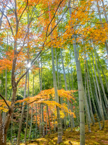 Colorful leaves in forest in Japan autumn