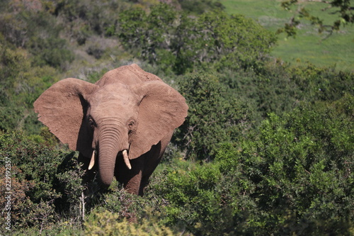Elephant
