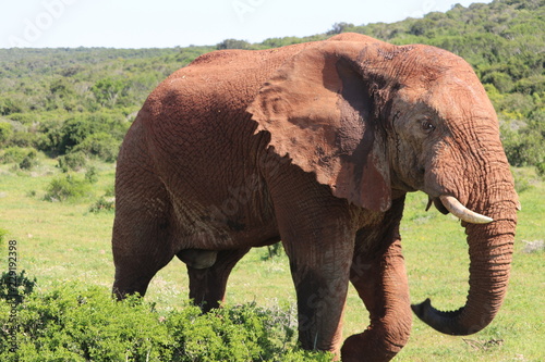 Elephant
