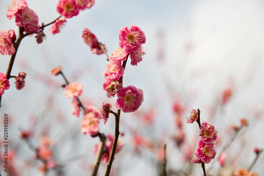 nature, botany, gardening and flora concept - close up of beautiful sakura tree blossoms