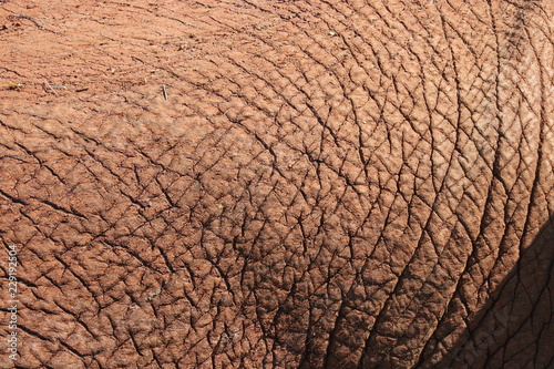 Elephantskin